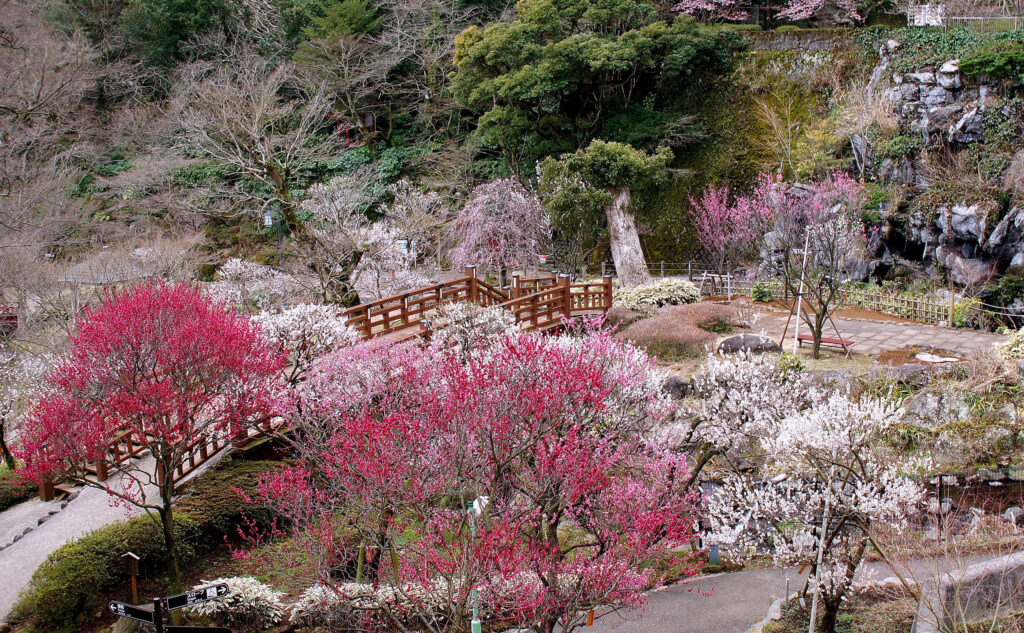 熱海梅園