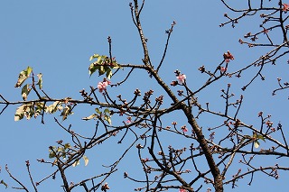0104atamizakura1.jpg