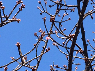 0105sakura1.jpg