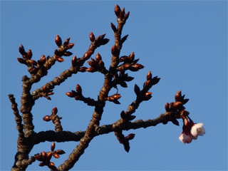 0105sakura2.jpg