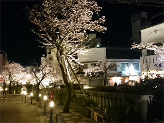 0116sakura.jpg