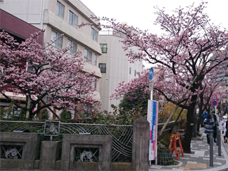 0117sakura.jpg