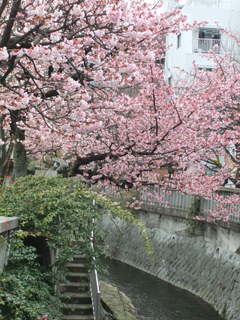 0201atamizakura3_20120130082428.jpg