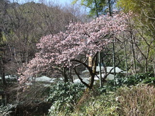 0212baienoku_20120222073518.jpg