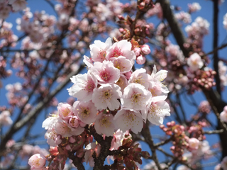 0218itogawa4_20120222073519.jpg