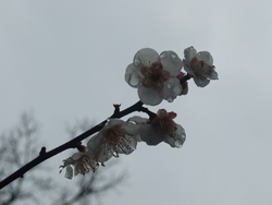 0220sintouji.jpg