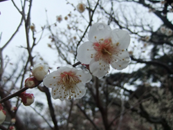 0220toujibai.jpg