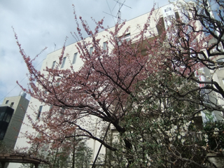 0228atamizakura-hanahiroba.jpg