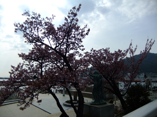 0228atamizakura-kamanariya.jpg
