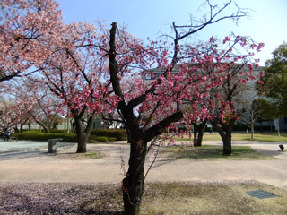 0228kanhi-kaihin1.jpg