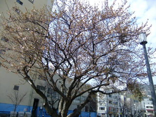0228oosima-nagisa.jpg