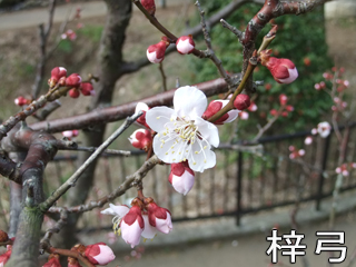 0313azusayumi.jpg