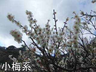0313koumekei.jpg