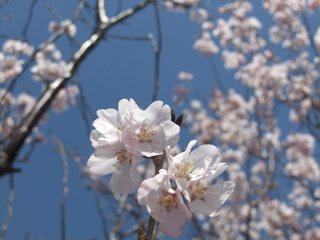 0326kohiganzakura2.jpg