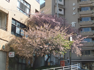 0326ookanzakura1.jpg