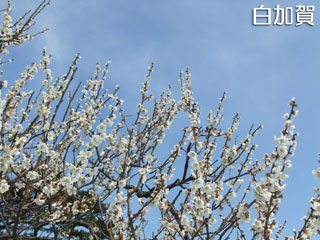 0326sirokaga.jpg