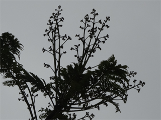 0509jacaranda1.jpg