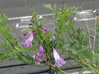 0509jacaranda2.jpg