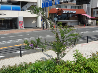 0515jacaranda1.jpg
