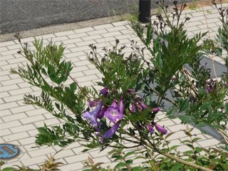 0515jacaranda2.jpg