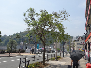 0515jacaranda3.jpg