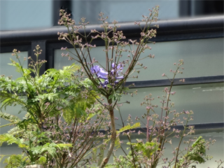 0515jacaranda4.jpg