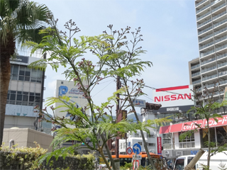 0515jacaranda5.jpg