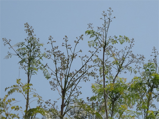 0515jacaranda6.jpg
