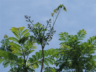 0519jakaranda1.jpg