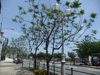 0519jakaranda2.jpg
