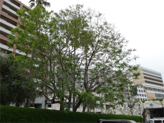 0601jakaranda4.jpg