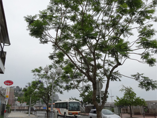 0601jakaranda6.jpg