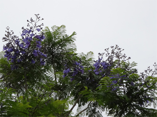 0601jakaranda7.jpg
