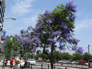 0610jacaranda1.jpg