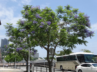 0610jacaranda3.jpg