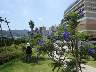 0610jacaranda4.jpg