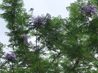 0610jakaranda2_20110611073735.jpg