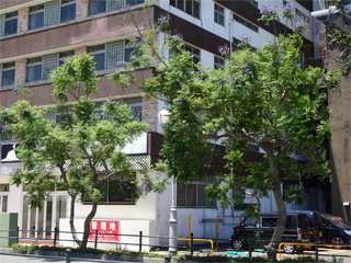 0613jakaranda11.jpg