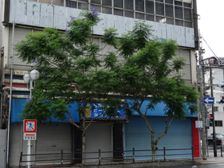 0621jakaranda04.jpg