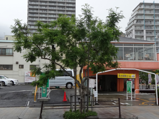 0621jakaranda06.jpg