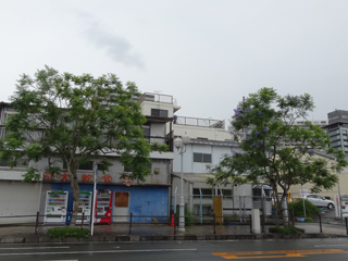 0621jakaranda07.jpg