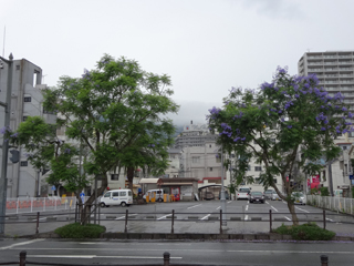 0621jakaranda08.jpg