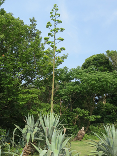 0724hatusima1.jpg