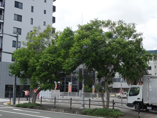 0828jacaranda1.jpg