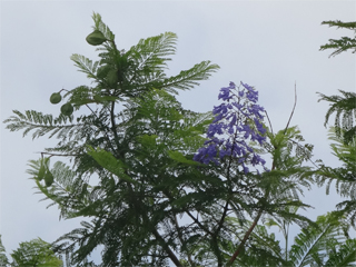 0828jacaranda2.jpg