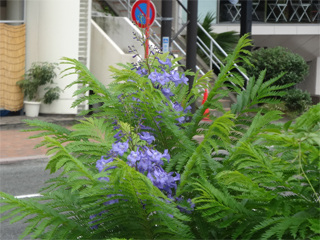 0828jacaranda3.jpg
