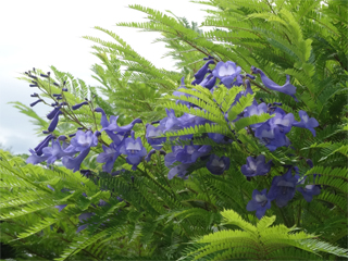 0828jacaranda6.jpg