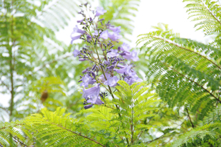 0906jakaranda01.jpg