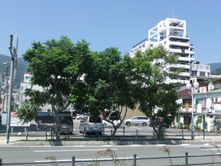 0908jakaranda1.jpg