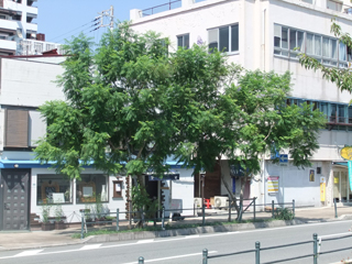 0908jakaranda4.jpg